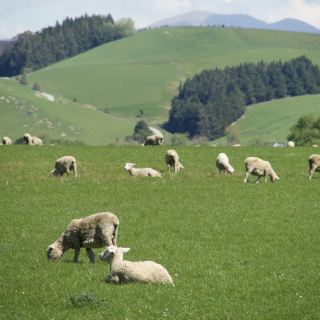 South Island Road Trip | From Christchurch to Lake Tekapo