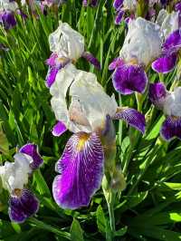 🌿 Reader Rock Garden – Calgary’s Historic Hillside Botanical Retreat