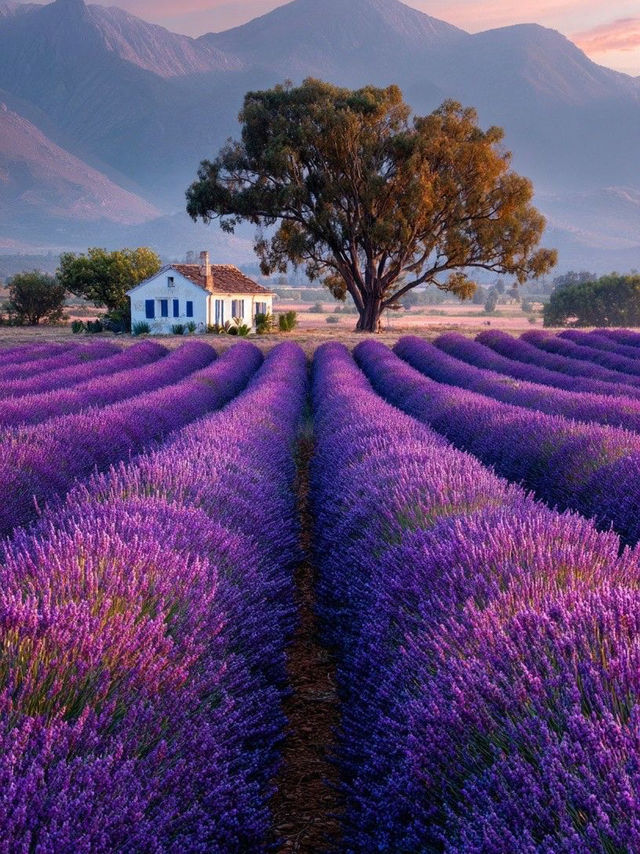 SWITZERLAND’S LAVENDER HILLS OF VALAIS — THE ALPINE PURPLE PARADISE SWITZERLAND’S LAVENDER HILLS OF VALAIS — THE ALPINE PURPLE PARADISE