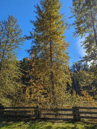 Cowichan Valley F is actually a part of Vancouver Island that is pampered by nature, and this trip specifically chose Cowichan River Provincial Park as the hiking home. The view of warm sunshine, green grass and woods throughout makes you relax without realizing it😌 ~ If you like to blend in with nature, Cowichan is definitely worth a try!

🗺️ Trip Highlights:
Cowichan River Provincial Park is perfect for all kinds of outdoor activities and is easy to get started even for beginners. From the lakeside trail to the dense forest exploration, the walk to a sunny meadow surrounded by the shadows of the trees is very healing! Along the way, you can not only enjoy a “forest bath”, but also get close to the banks of the Cowichan River, feel the coolness of the river with your feet, and the fresh air makes you forget your urban worries.

🏞️ Attraction recommendations and practical information:
1. Cowichan River Provincial Park
  - Address: Lake Cowichan, BC V0R 2G0 Canada
  - Opening Hours: Open all day all year round (no need to worry about opening times, it’s OK to leave anytime)
  - Not many dangerous roads, smooth walking, suitable for parents or friends to travel together. The scenic route is clear, so it is not easy to get lost.  
2. Viewing meadow
   - Cowboy-style large grassland, suitable for picnic, daze, reading and nap, especially on sunny days when the sun shines down, casual to take pictures is beautiful!