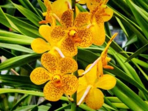 Festive Dinner at Paradise Dynasty AEON Cheras