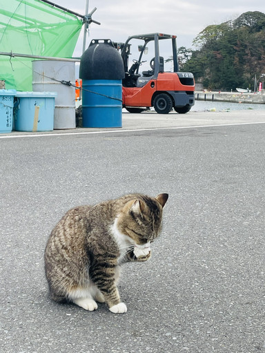 田代島》猫ちゃんとのんびりした休日🐱 | Trip.com 石巻