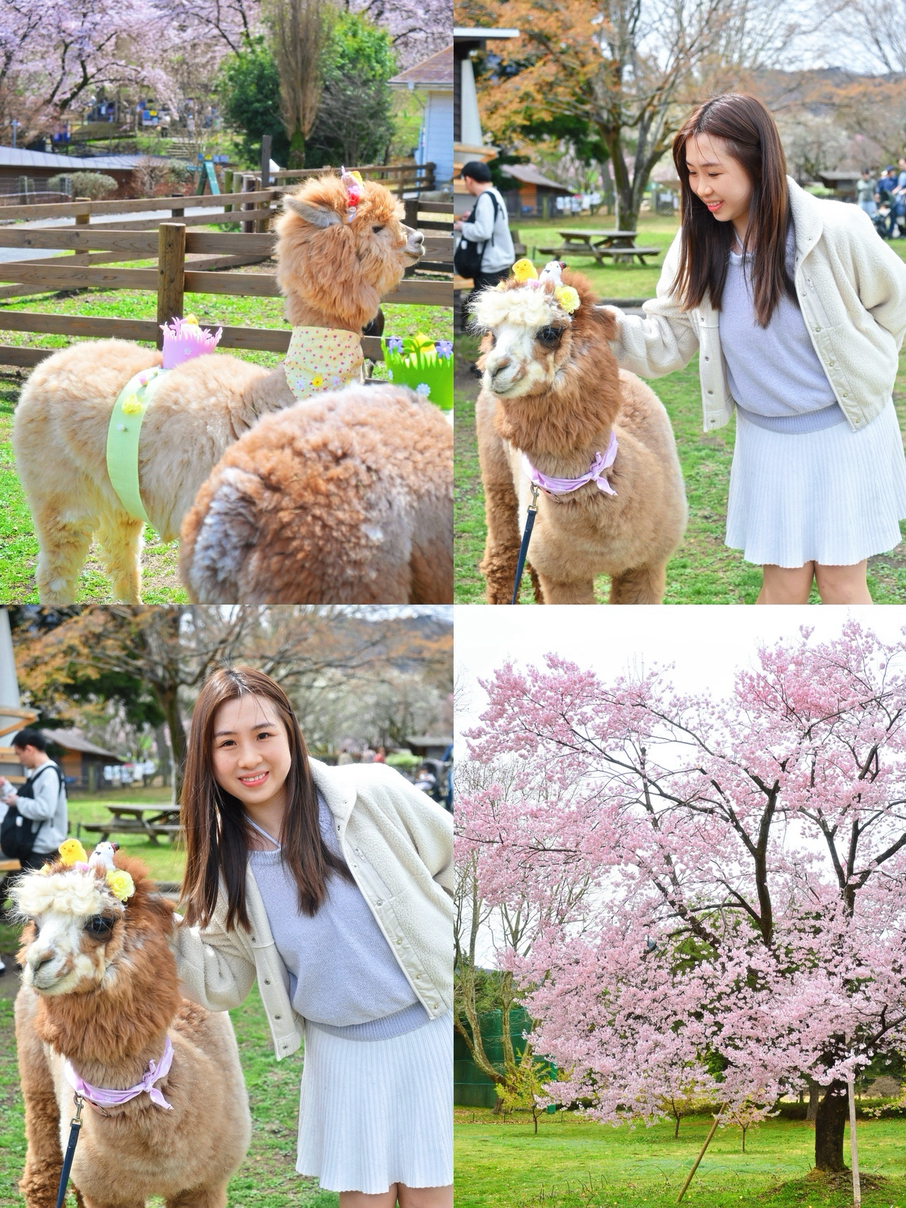 Thousands of Cherry Blossoms & Adorable Animals: A Therapeutic Getaway You'll Never Want to Leave