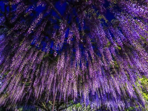 兵庫】幻想的すぎる九尺藤ライトアップ✨ 〜白毫寺〜 | Trip.com 丹波