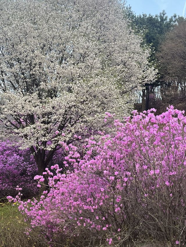 벚꽃과 함께 피어난 분홍빛 파도 부천 🌸진달래동산