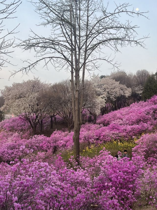 벚꽃과 함께 피어난 분홍빛 파도 부천 🌸진달래동산