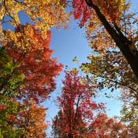 A Vibrant Journey through Autumn Foliage🍁