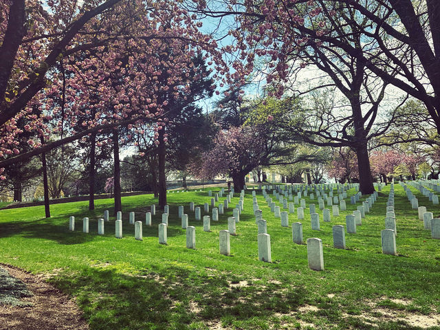 🌸Blossoms🌸 in D.C.’s Arlington!🤩