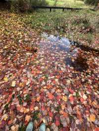 紐西蘭Rotorua 市政公園賞紅葉🍁