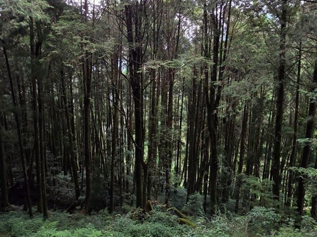 Immense yourself into the greenery of Alishan