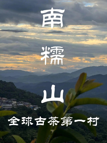 南糯山古茶园 参考图 5