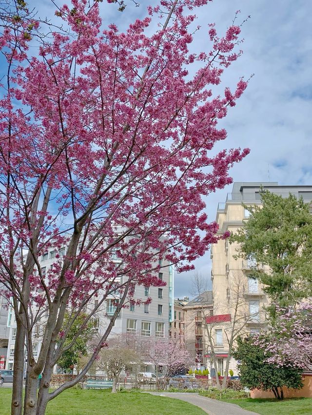 🇨🇭스위스 제네바 : 제네바의 봄꽃들 🌸💖