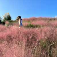 Pink muhly season is here