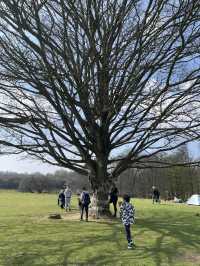 英國賞鹿公園 ｜諾爾莊園