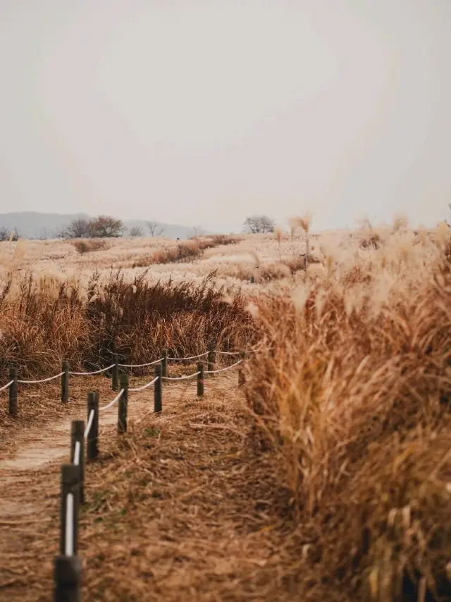 🌾Haneul Park, autumn stop !