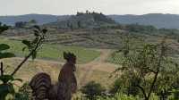 Vineyards and Vistas in Tuscany