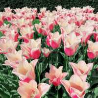 Keukenhof Tulip fields