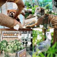 🐨神戶動物王國🦁超近距離接觸可愛動物🦝