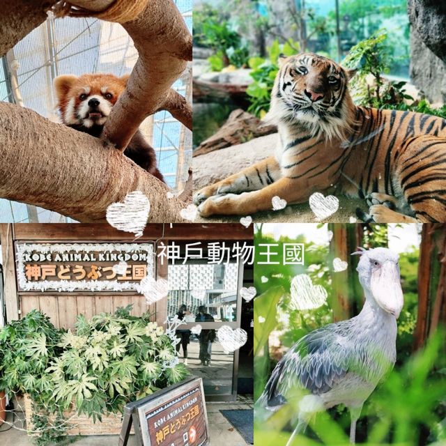 🐨神戶動物王國🦁超近距離接觸可愛動物🦝