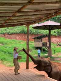 🐘코끼리랑 교감할 수 있는 치앙마이카페 🏡