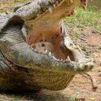 You have to go to Crocworld if you're on the KZN South Coast