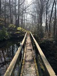 Into the woods