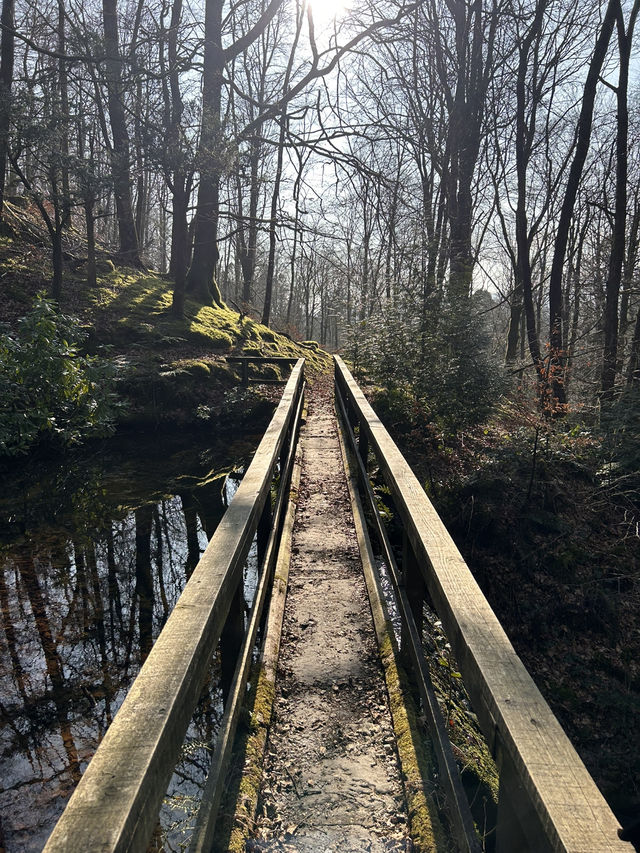 Into the woods
