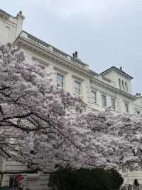 🌸 London’s Cherry Blossom Magic – Best Spring Viewing Spots!