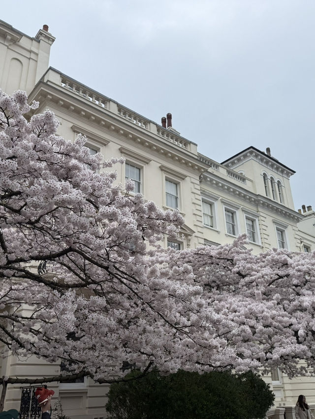 🌸 London’s Cherry Blossom Magic – Best Spring Viewing Spots!