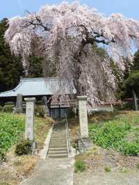 Otohime Sakura (Myokan-ji Temple)