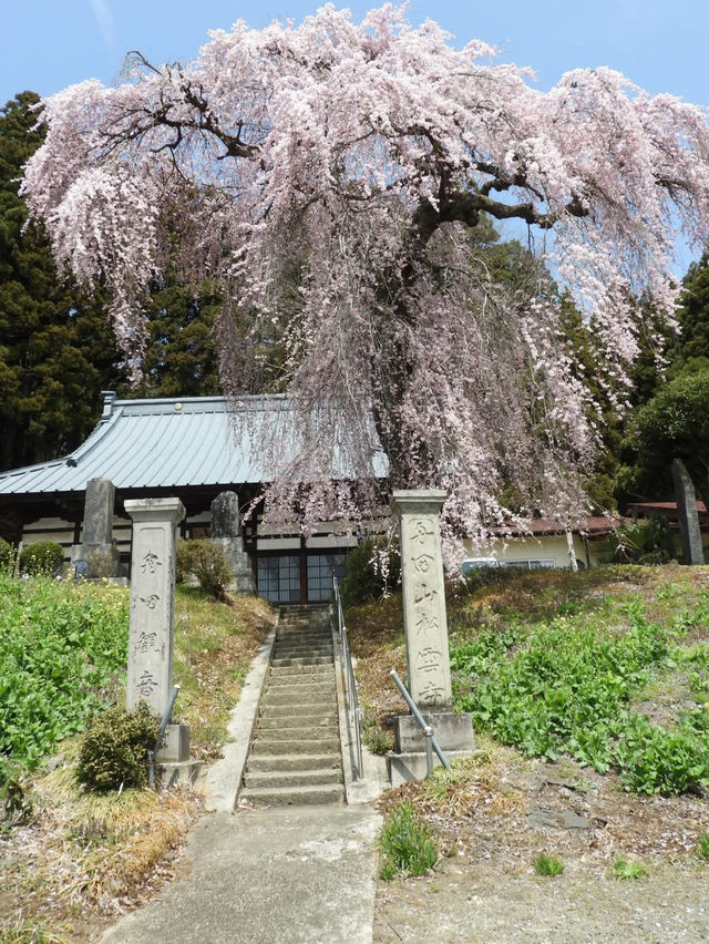 Otohime Sakura (Myokan-ji Temple)