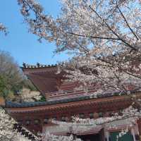 An ancient temple that seals eye diseases, which is famous for "Tsubosaka Reigenki"
