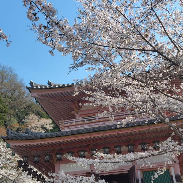 An ancient temple that seals eye diseases, which is famous for "Tsubosaka Reigenki"