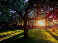 Bushy Park: A Green Oasis in the Heart of London