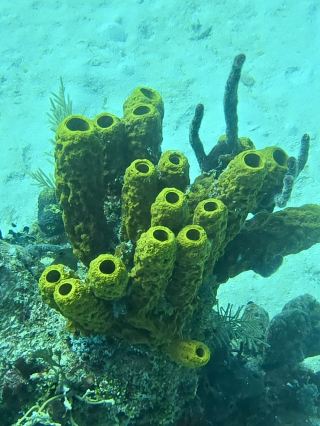 Full diving guide @Bayahibe 🇩🇴