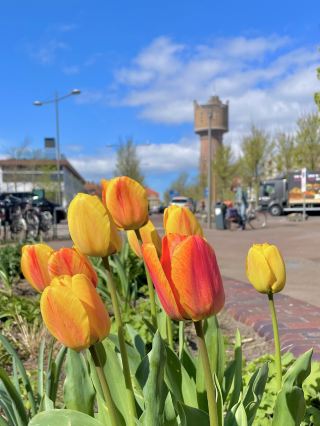 [Netherlands🇳🇱] Go on a weekend trip! How to enjoy Texel Island 🐚🚴🐑