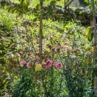 Secluded Splendour: the Botanical Gardens of Crete 🦋