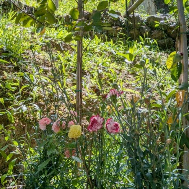 Secluded Splendour: the Botanical Gardens of Crete 🦋