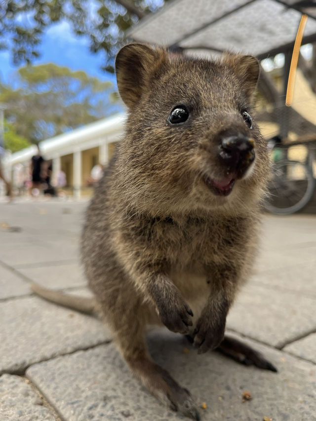 世界一幸せな動物に会いに行ってきました🩷