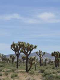 Joshua Tree National Park