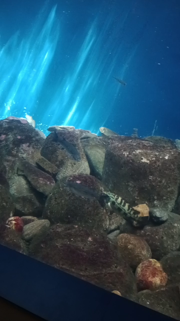 a Coruña aquarium 