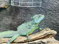 Reptiland Bucharest, Over 40 Species of Reptiles 🦎🐍