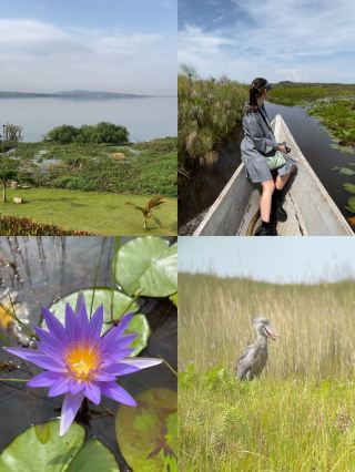 Shoebill Safari