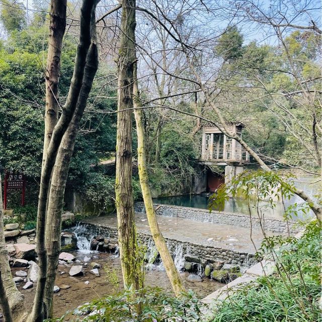 Nine Creeks Misty Forest 🌳 | Hangzhou 