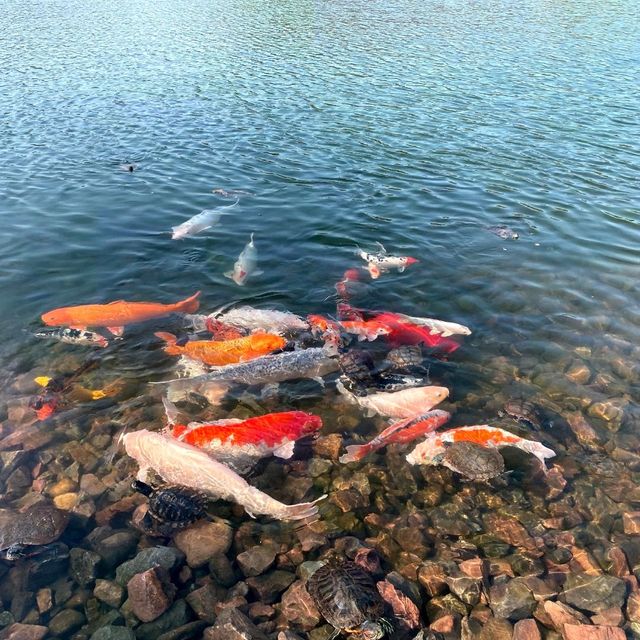 迪欣湖 野餐啦