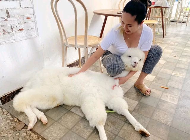 Fluffy ALPACAS in Chengdu 🇨🇳