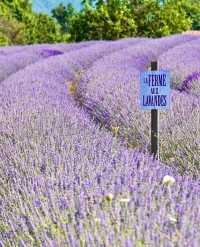 Australian Lavender 🌟 Please bookmark the South France Lavender Guide.