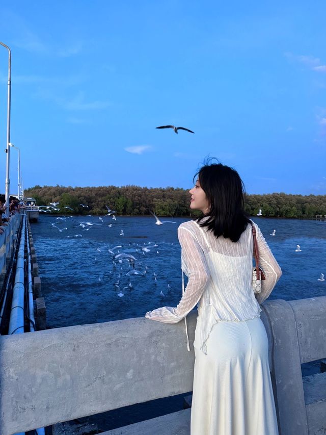 🇹🇭Bangkok Surrounding Attractions - Watch Seagulls at Pak Nam Laem Chabang Beach