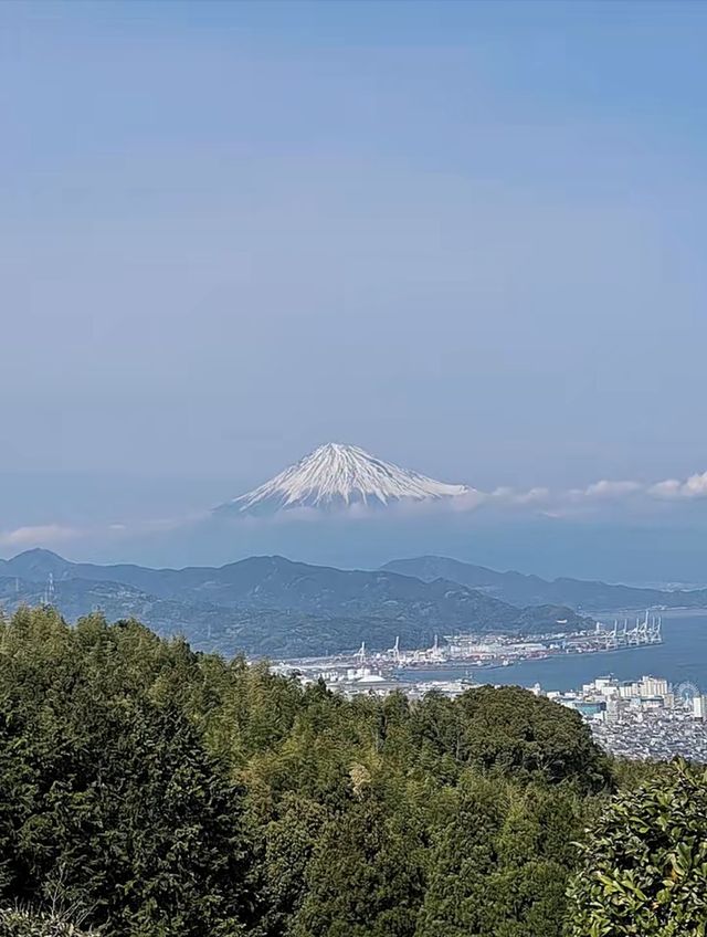 Shizuoka | Mount Fuji 🗻 and cherry blossoms 🌸 in spring