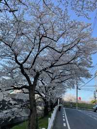 Nara's Saho River Sakura 🌸 A lesser-known spot for cherry blossom viewing, but a huge and beautiful area!